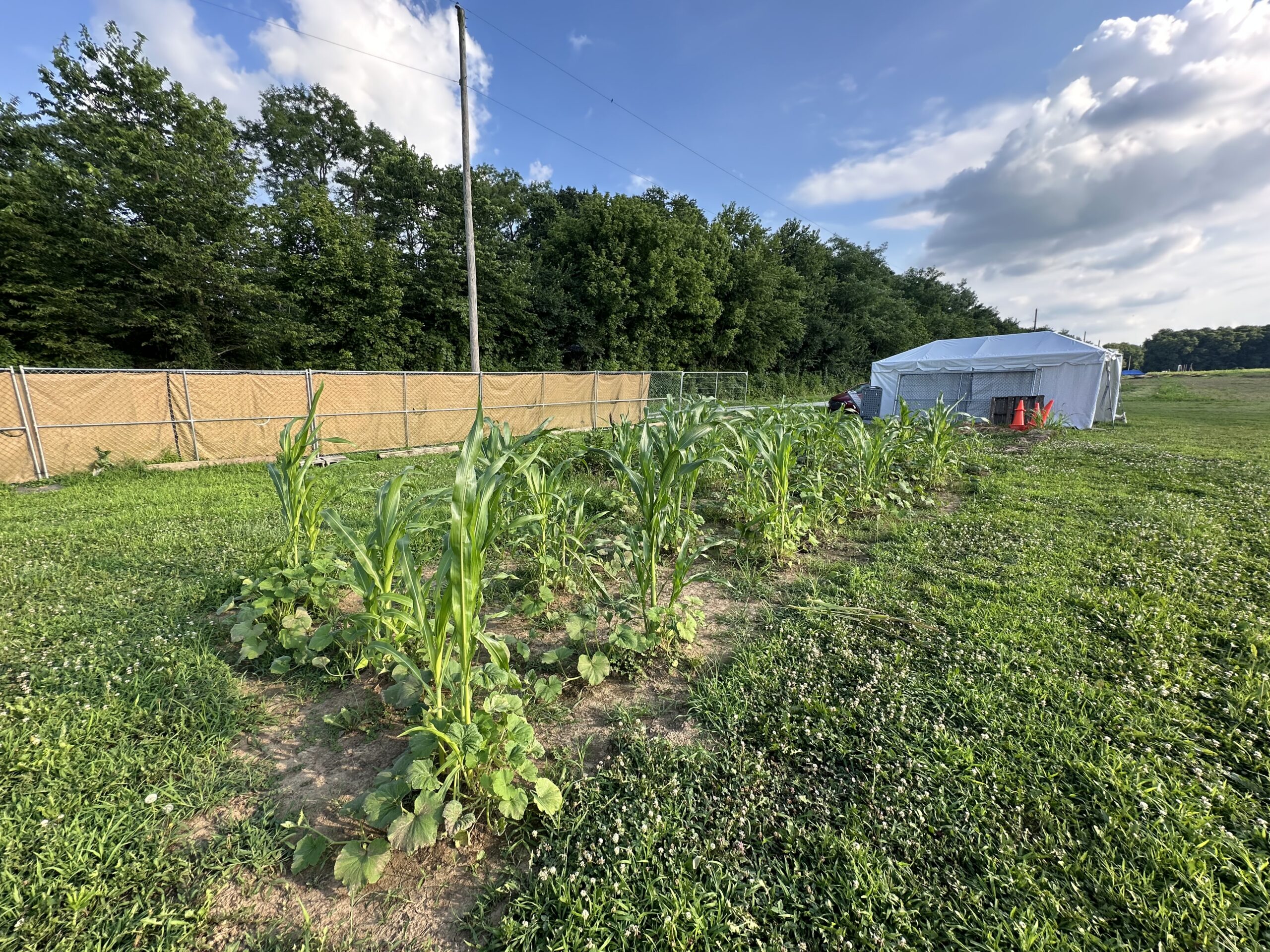 Corn and squash growing in ARI's reconstructed Native American garden
