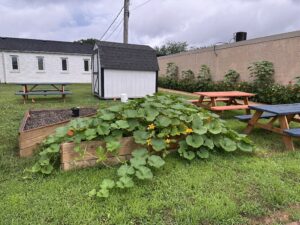 Corn, squash and other crops growing in ARI's reconstructed garden