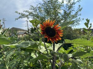 Sunflowers growing in an ARI garden